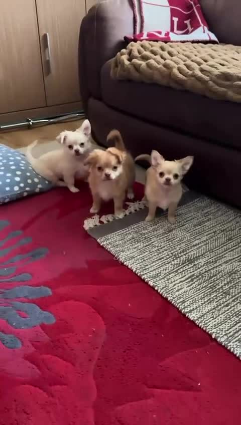 Chihuahua dogs for sale: CHIHUAHUA boys ready - Video 1