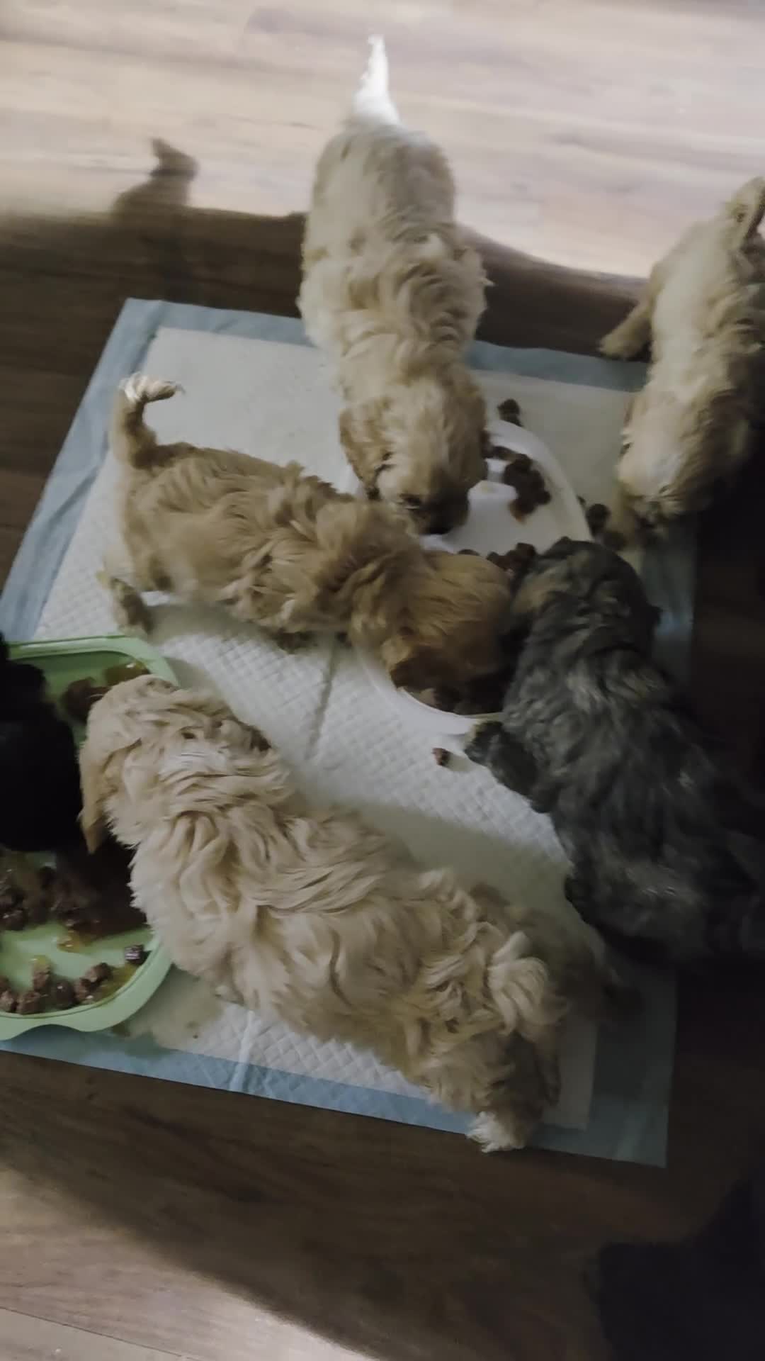 Cava Tzu dogs for sale: Cava tzu puppies - Video 2