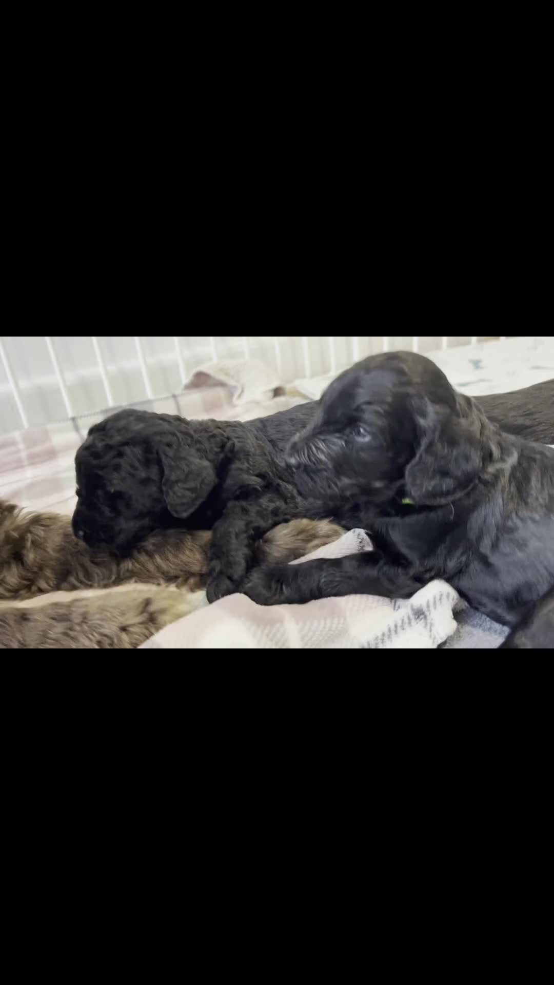 Labradoodle dogs for sale: ⭐️Miniature Multigen Labradoodle Puppies⭐️ - Video 2