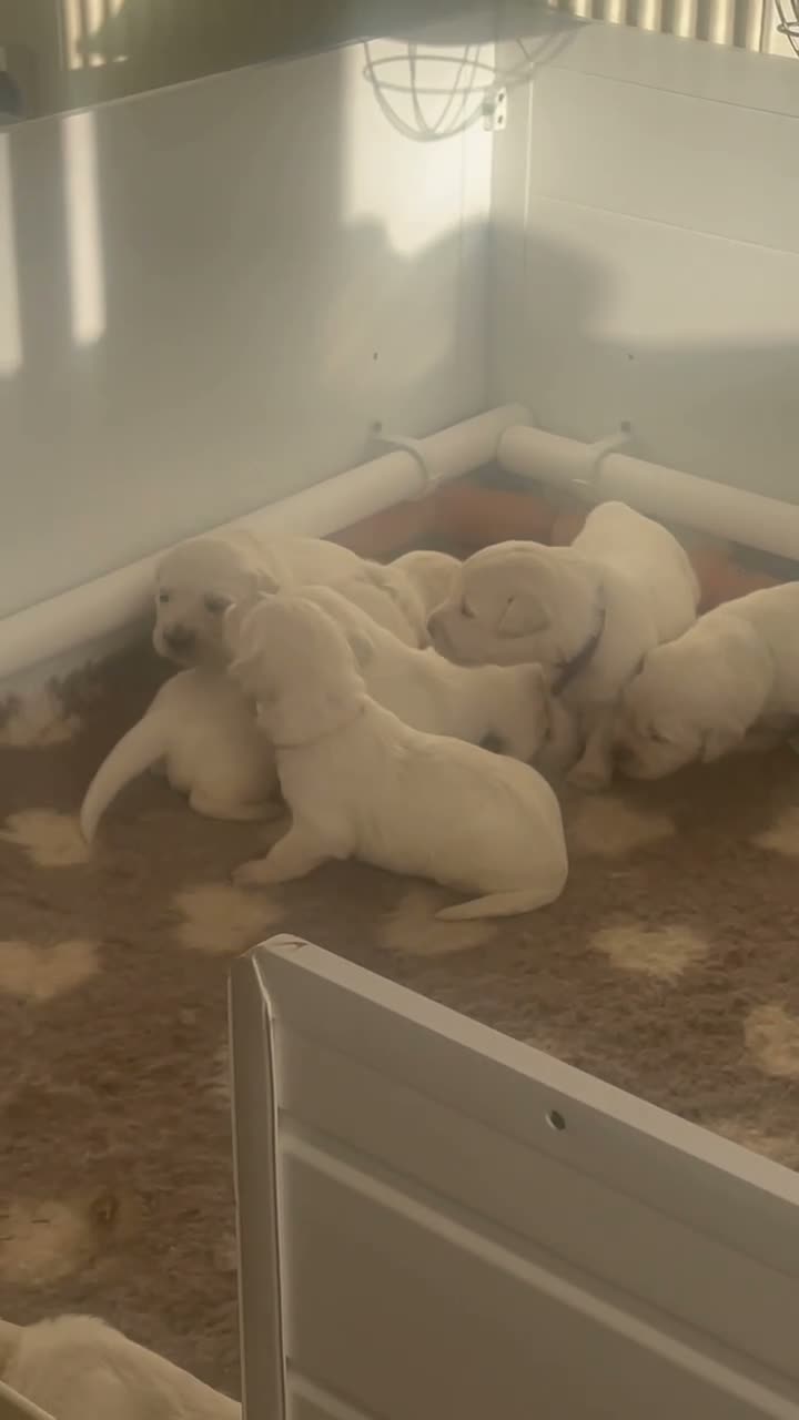 Golden Retriever dogs for sale: Light cream golden retrievers ( 1 boy left)  - Video 2