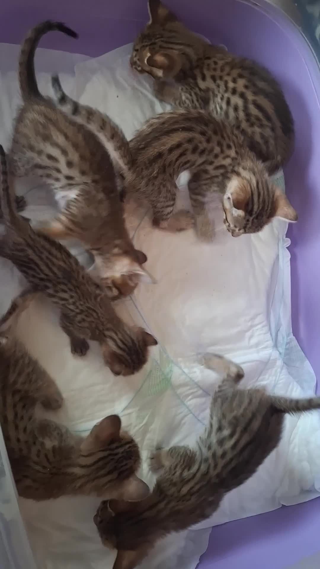 Savannah cats for sale: Savannah SBTF6 cubs with Serval traits stunning - Video 1