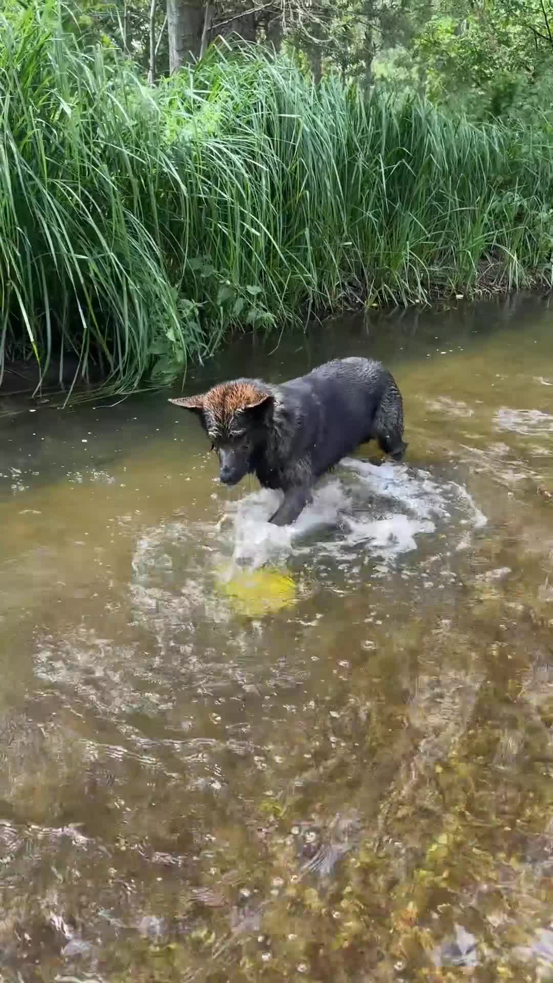 German Shepherd dogs for sale: German Shepherd DDR - Video 1