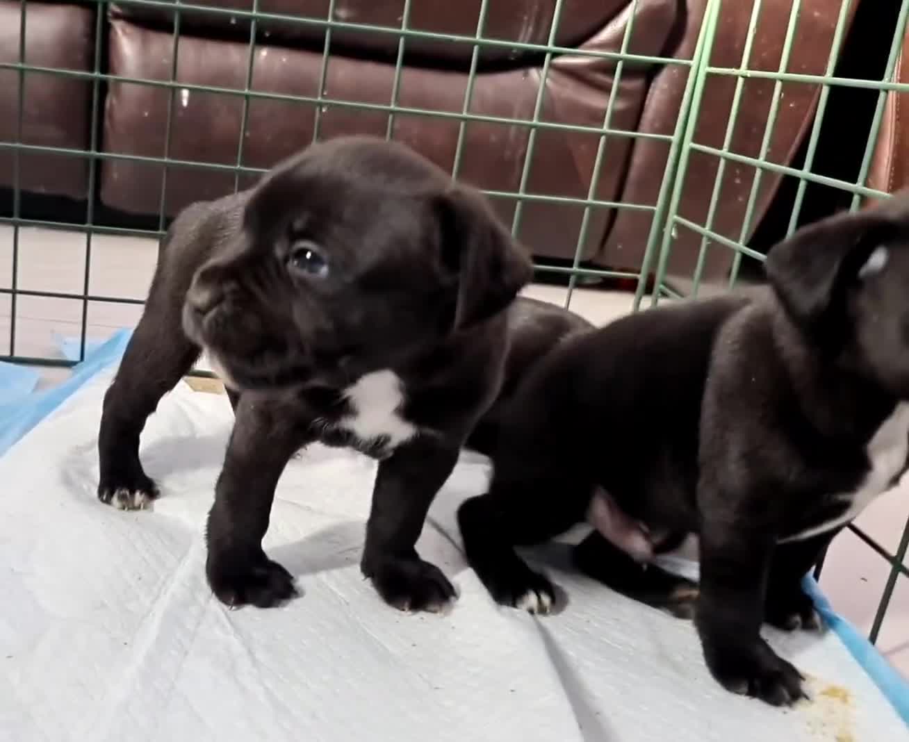 Staffordshire Bull Terrier dogs for sale: Adorable KC champion bred black staffy puppy's  - Video 4