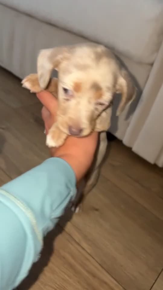 Dachshund dogs for sale: Miniature dachshund  - Video 1