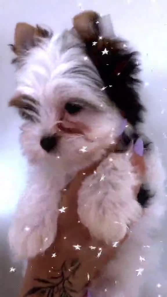 Yorkshire Terrier dogs for sale: 3 Tiny Yorkie Boys – Vaccinated & Ready - Video 2