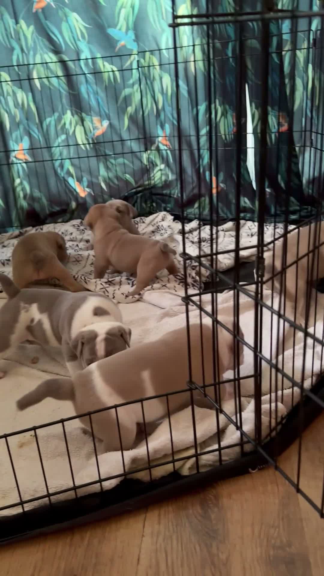 Olde English Bulldogge dogs for sale: Olde English Bulldogge  - Video 1