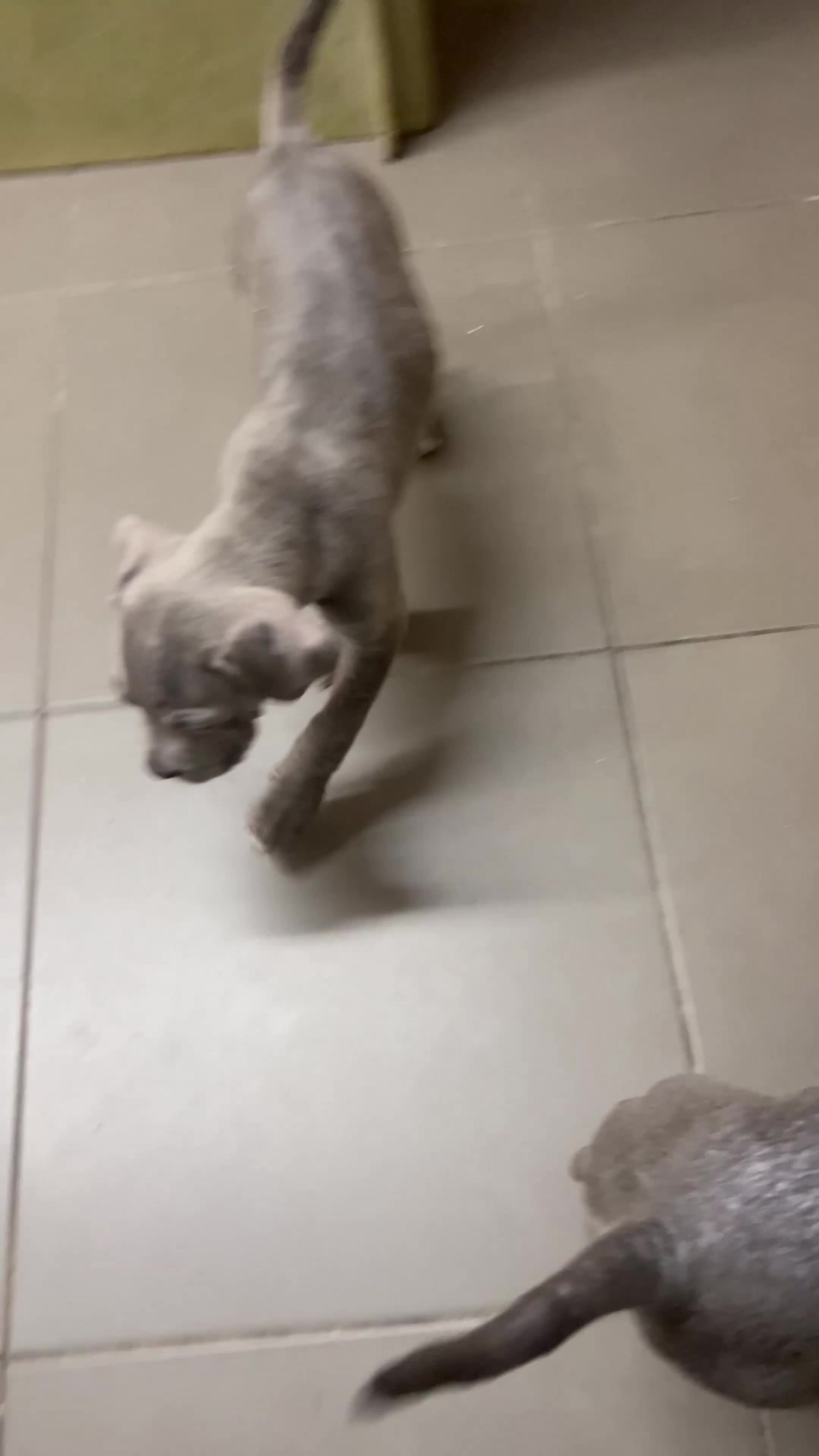 Cane Corso dogs for sale: 🐾 Majestic Cane Corso Puppies –Loyal Guardians 🐾 - Video 1