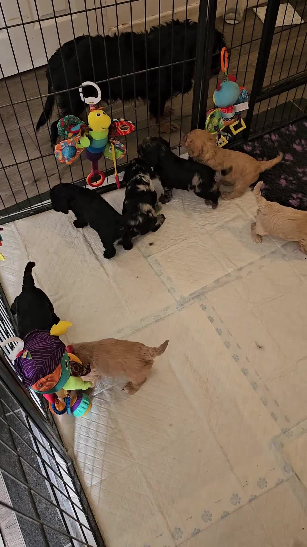 Cavapoo dogs for sale: Health tested F1 Cavapoo puppies - Video 3