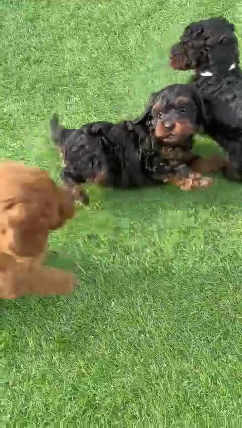 Cavapoo dogs for sale: Beautiful F1bb cavapoo puppies - Video 1