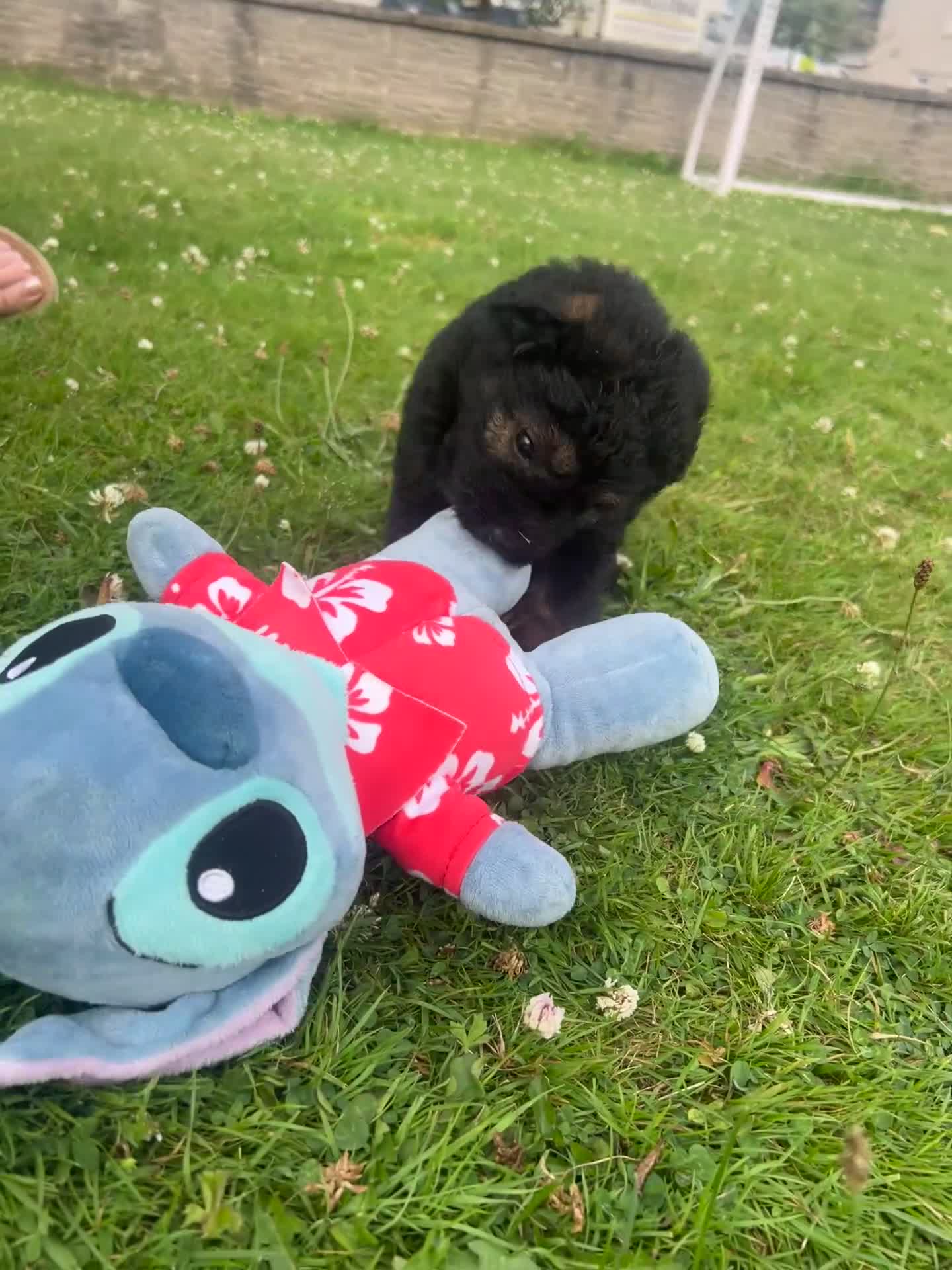 Mixed Breed dogs for sale: 7 beautiful Malkita x puppies with unique colours  - Video 1