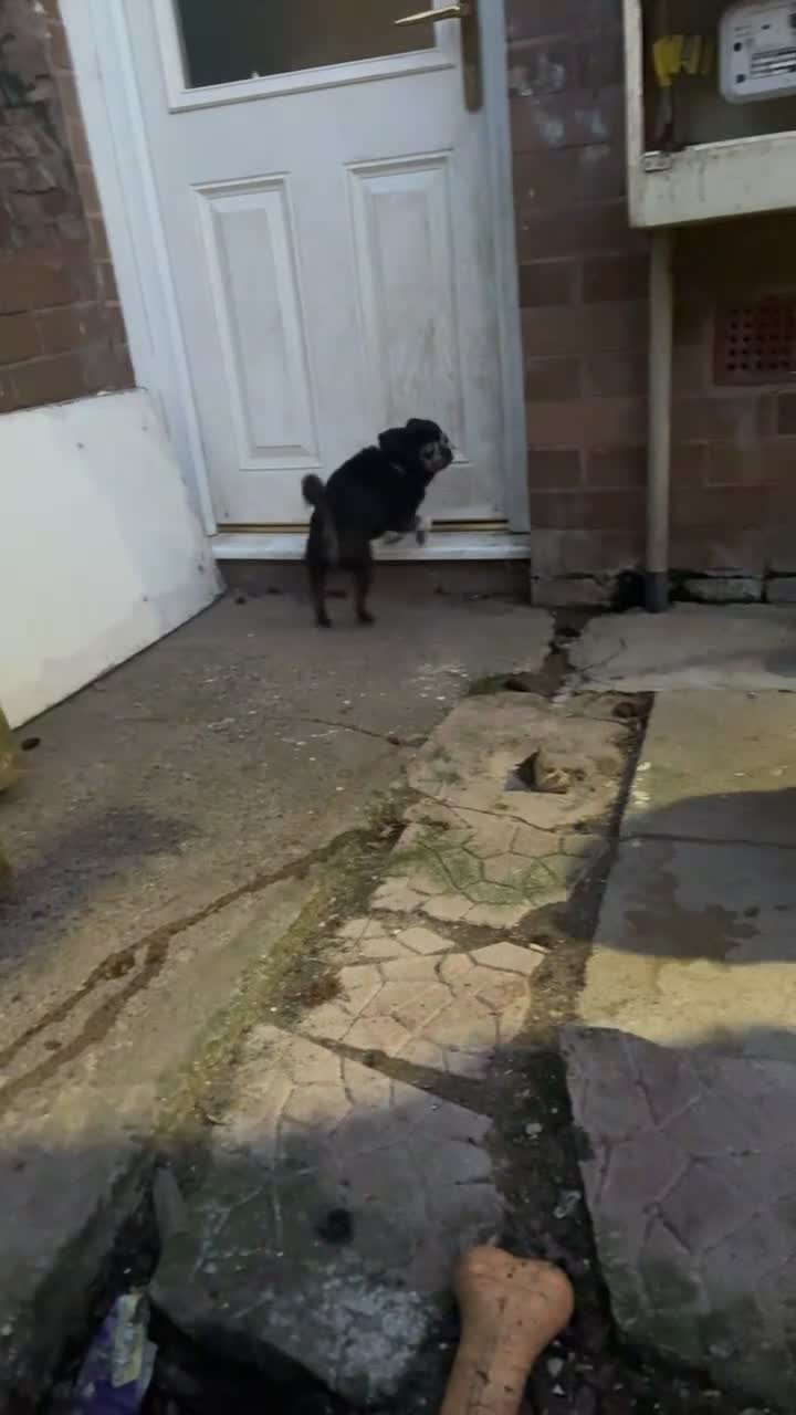 Jug dogs for sale: Willow the jug - Video 1