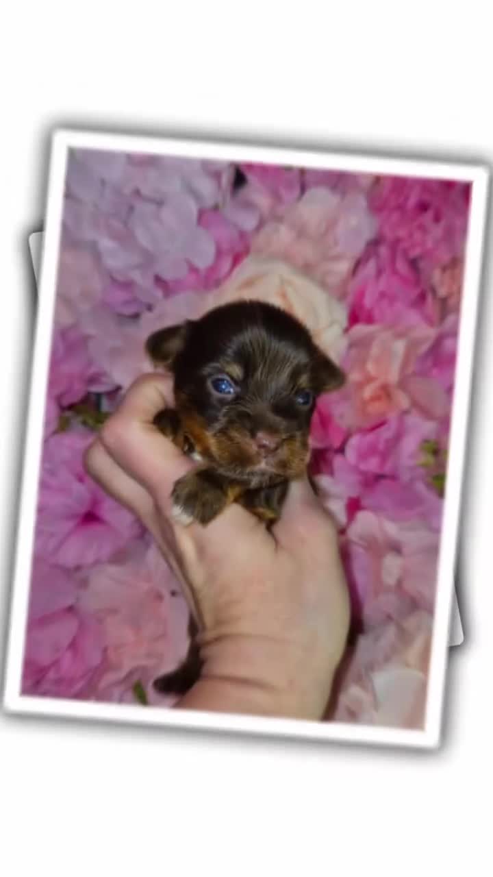 Yorkshire Terrier dogs for sale: REDUCED LAST 2 BOYS  - Video 4