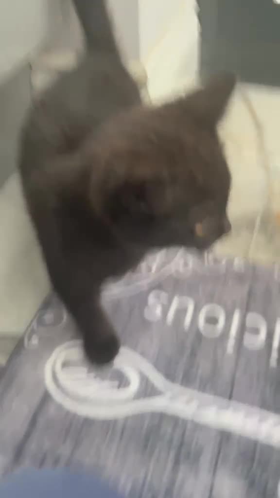 Mixed Breed cats for sale: Mixed British shorthair and black cat race in Birmingham - Video 1