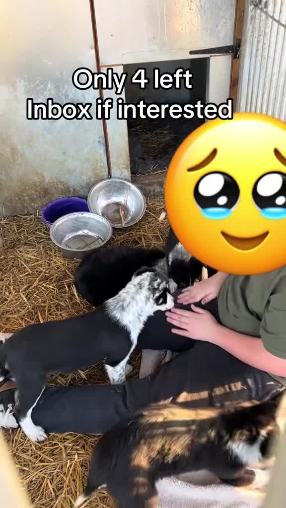 Border Collie dogs for sale: Pure breed border collie pups in Worksop - Video 1