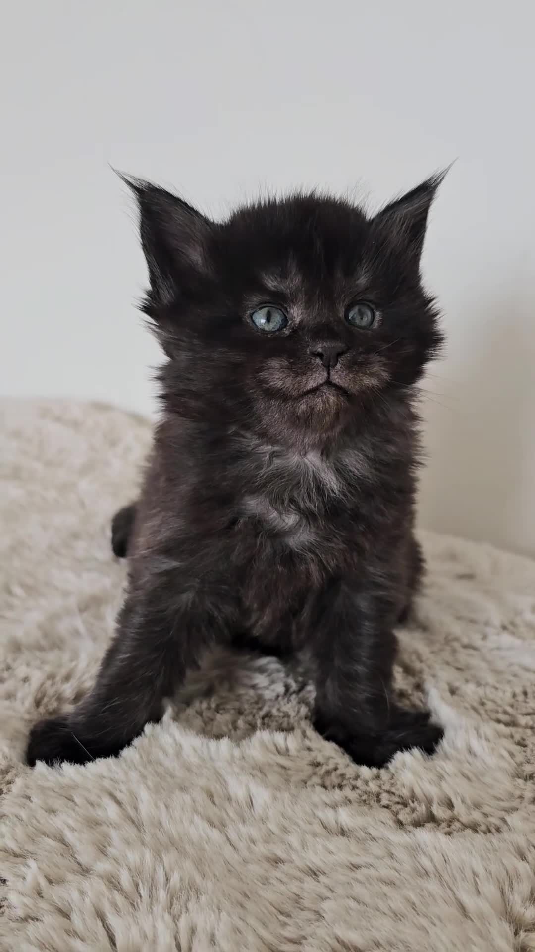 Maine Coon cats for sale: Maine Coon kittens looking for loving homes 🐾 - Video 4