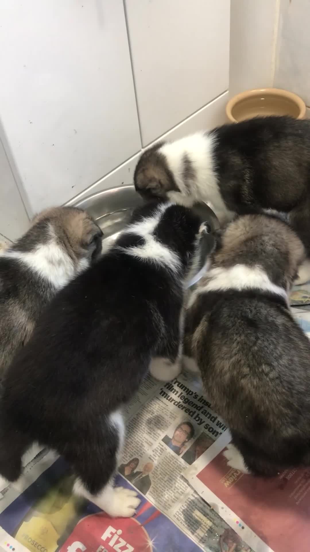 Siberian Husky dogs for sale: Magnificent Pure Siberia Husky Puppies  - Video 2