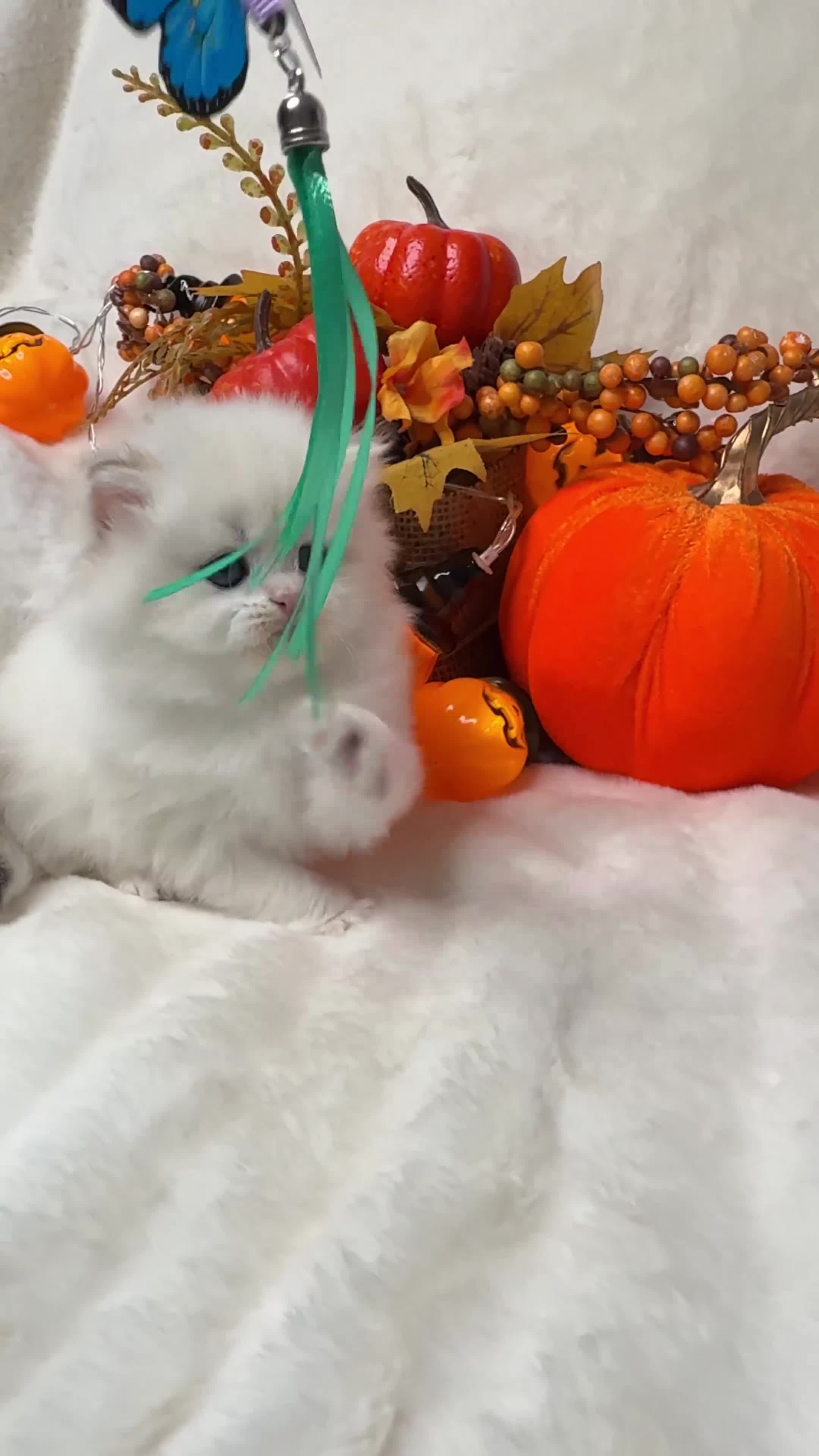 British Shorthair cats for sale: British SH and LH available  - Video 2
