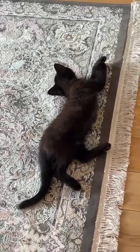 Mixed Breed cats for sale: Black kitten for sale - Video 1