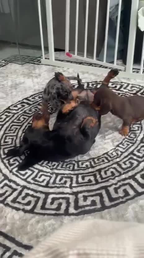 Dachshund dogs for sale: 2 beautiful female dashounds  - Video 1