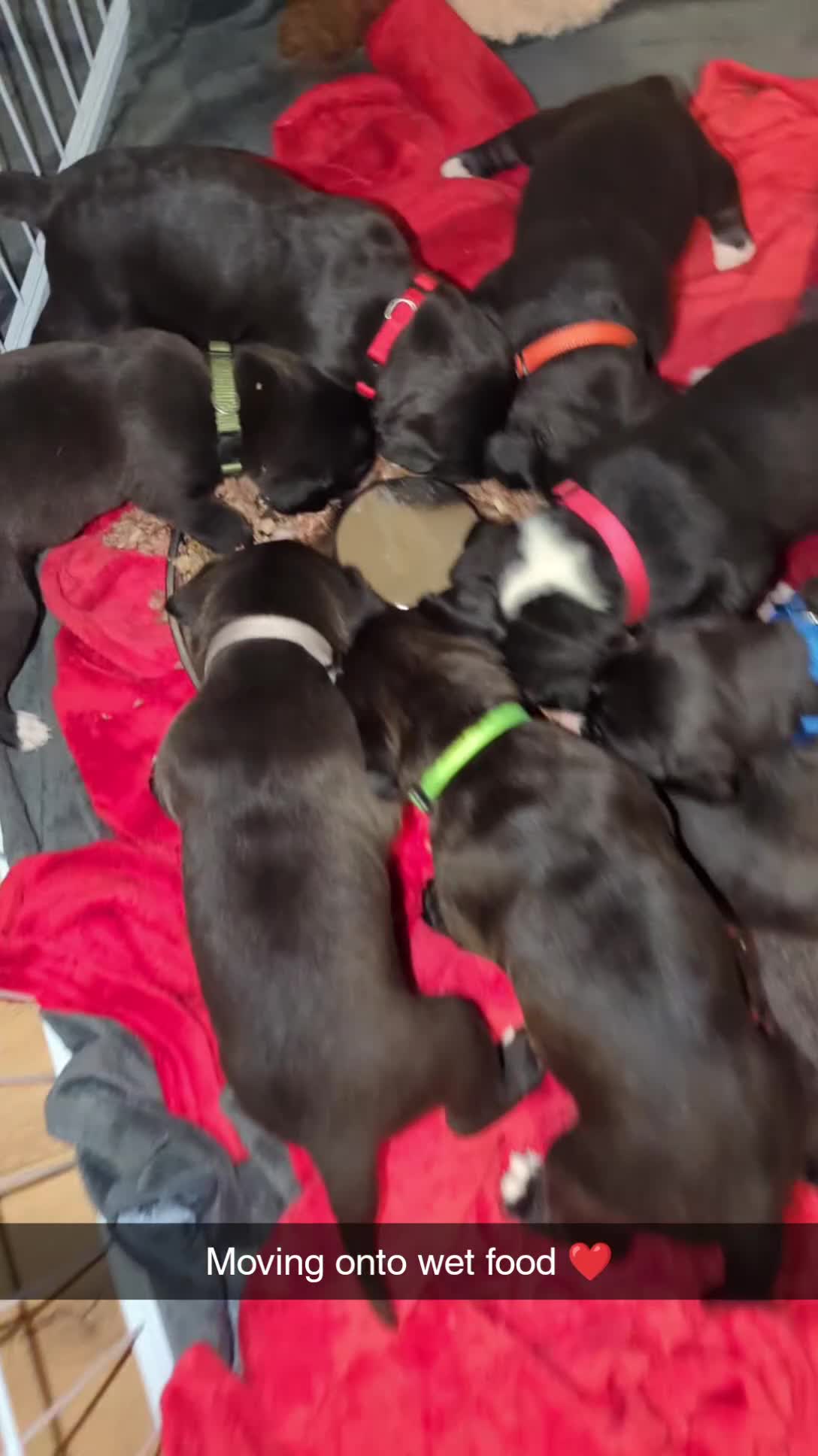 Mixed Breed dogs for sale: Bullador pups  - Video 2