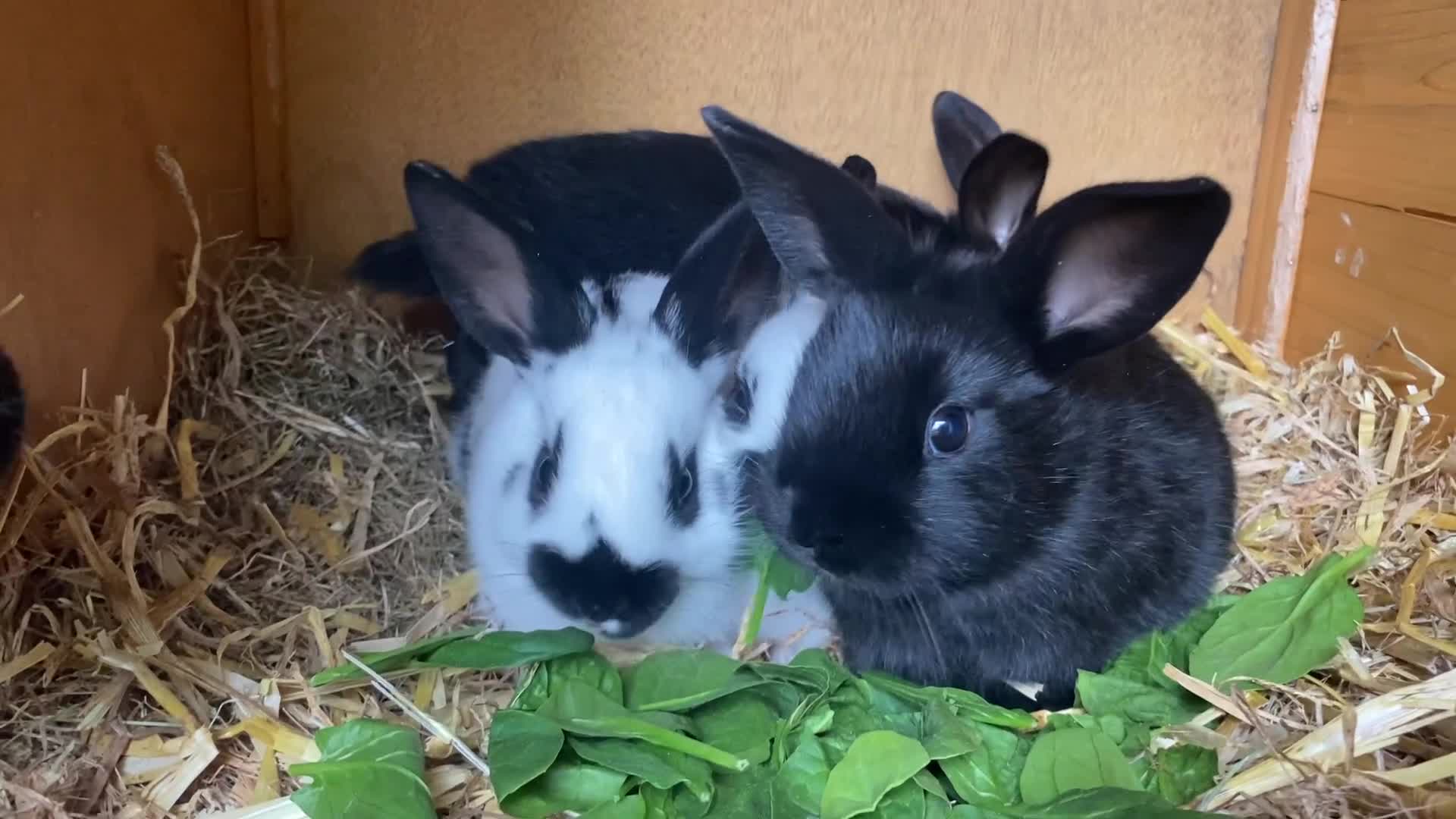 English Spot rabbits for sale: Rex x English spot rabbits  in Reading - Video 3