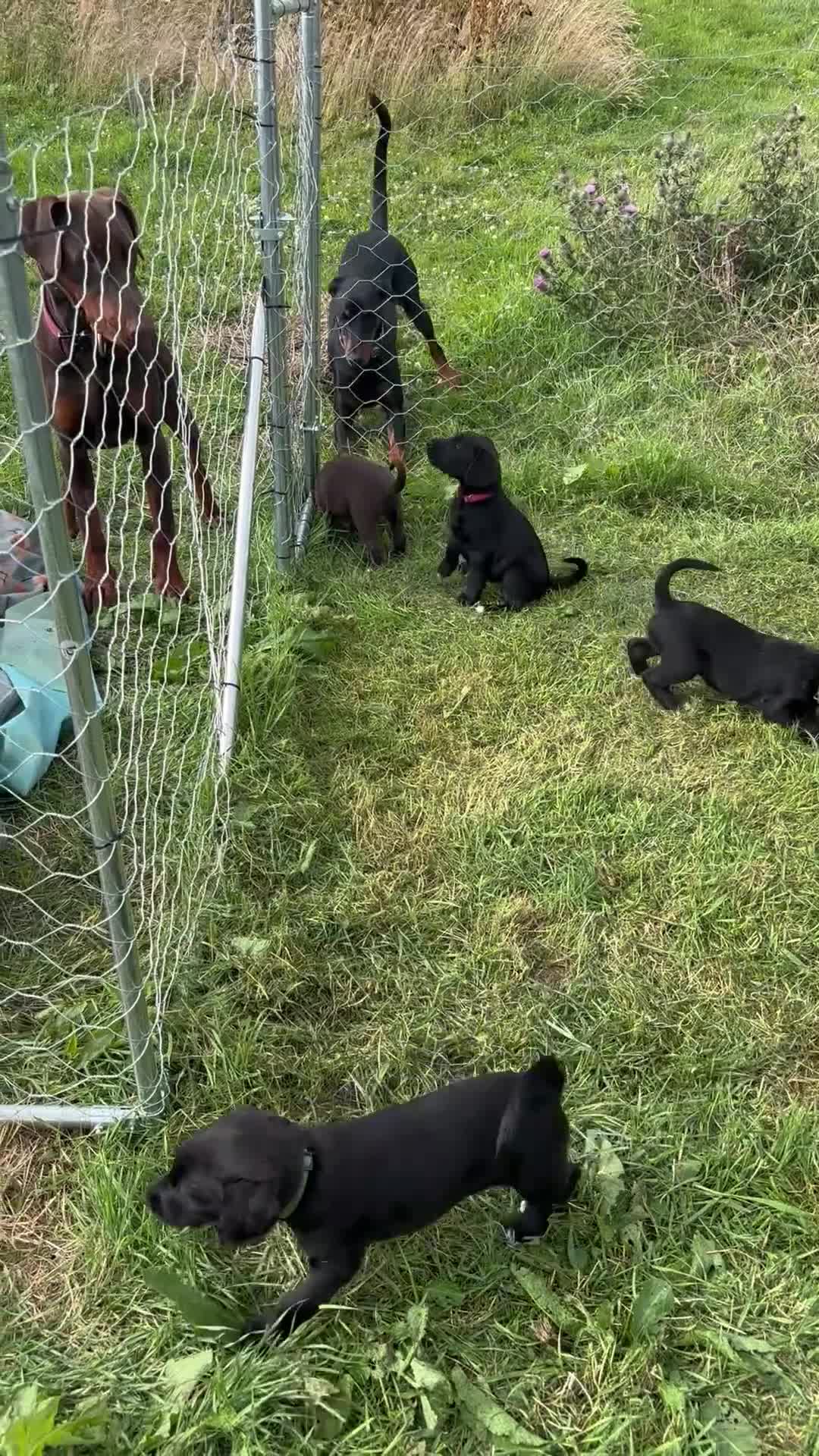 Mixed Breed dogs for sale: Doberdoodle Puppies – Ready for forever Homes! 🐾 - Video 1