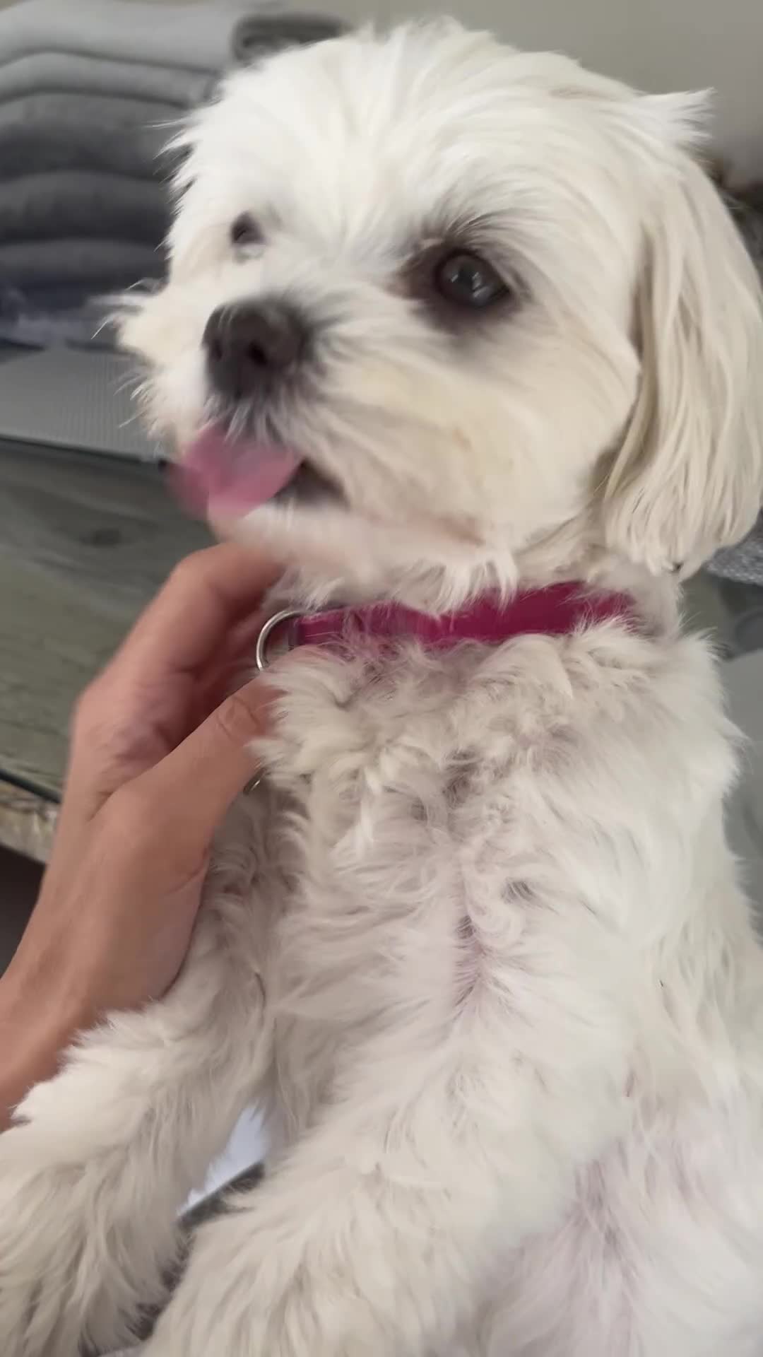 Maltese dogs for sale: KC Reg Korean Maltese girls - Video 2