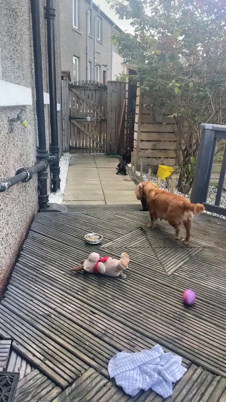 Cocker Spaniel dogs for sale: Working cocker spaniel  - Video 3