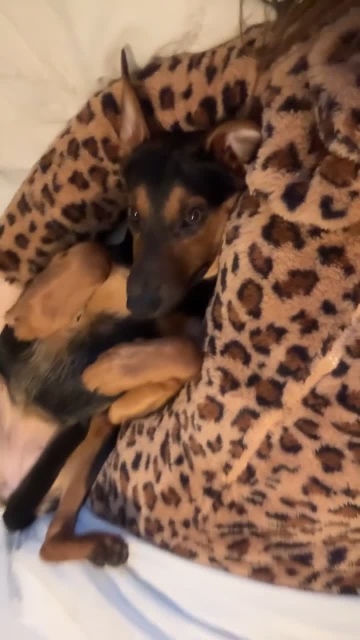 Mixed Breed dogs for sale: Huntaway x Kelpie - Video 1