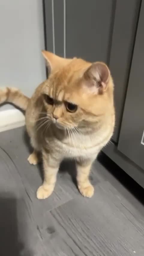 British Shorthair cats for stud: Stud: 16 m Male British Shorthair x Scottish Fold - Video 2