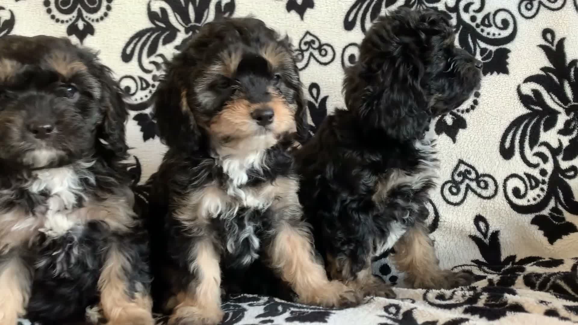 Cavapoo dogs for sale: F1 Cavapoos  - Video 1
