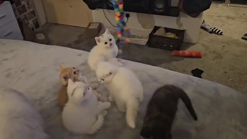 British Shorthair cats for sale: Bundles of fluff - Video 1
