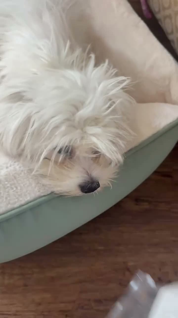 Malshi dogs for sale: Female Maltese (1/4 shitzhu) puppy  in Thatcham - Video 2