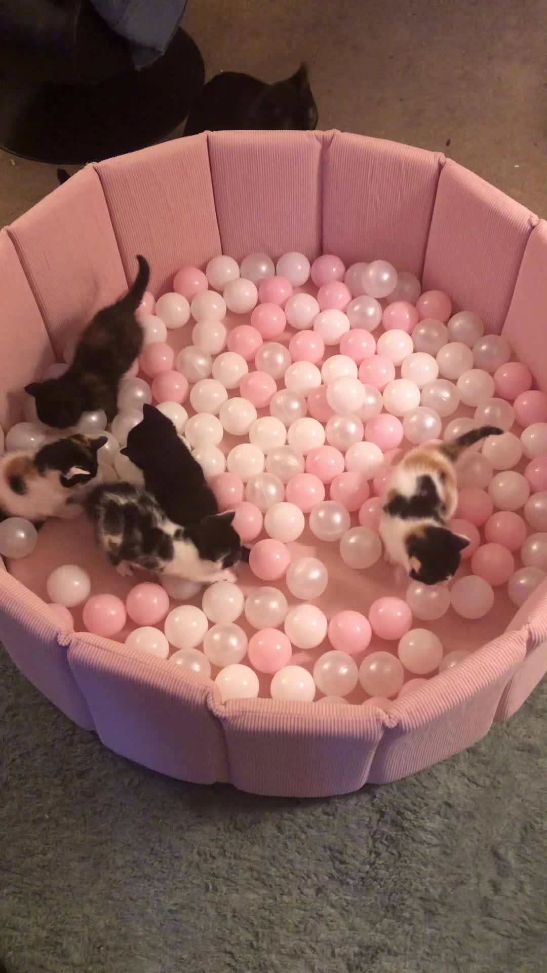 Mixed Breed cats for sale: Beautiful little kittens in Crowborough - Video 1