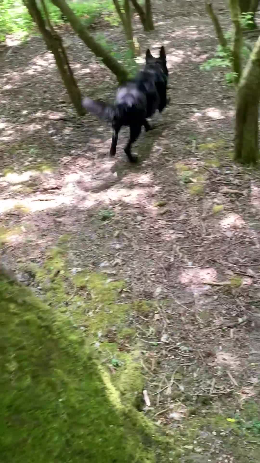 German Shepherd dogs for stud: Short haired German Shepard  - Video 3