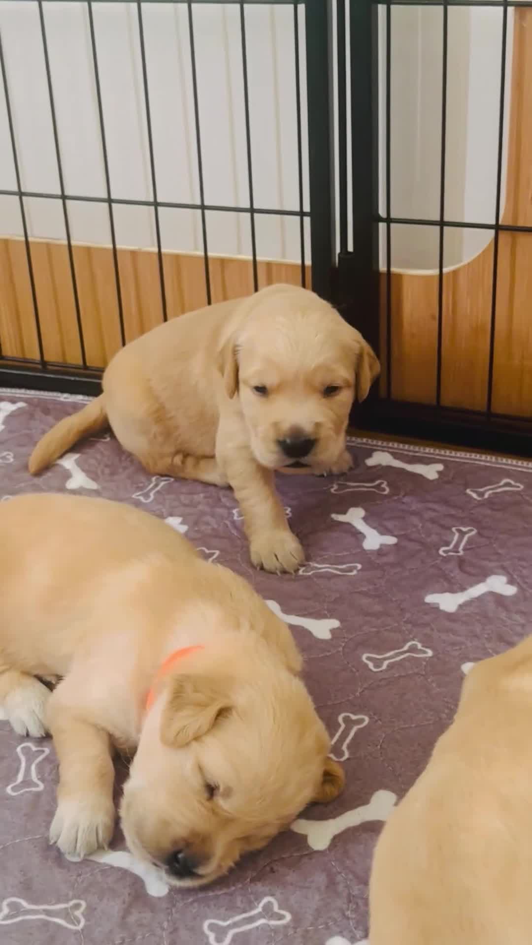 Golden Retriever dogs for sale: KC Registered Golden Retriever Puppies    - Video 1