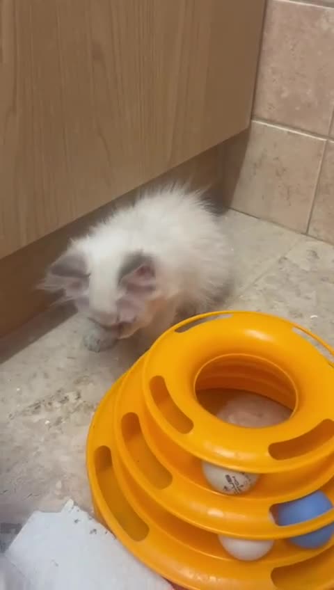 Ragdoll cats for sale: GCCF Registered Ragdoll*one left ready to go* - Video 2