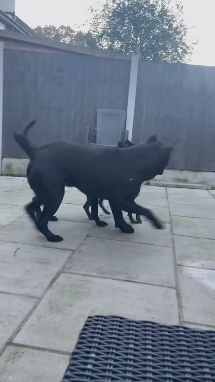 Staffordshire Bull Terrier dogs for sale: Bella  in Manchester - Video 1