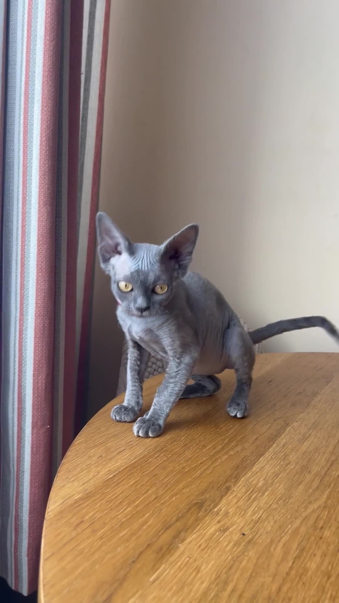 Devon Rex cats for sale: Solid blue pedigree kittens available  - Video 1