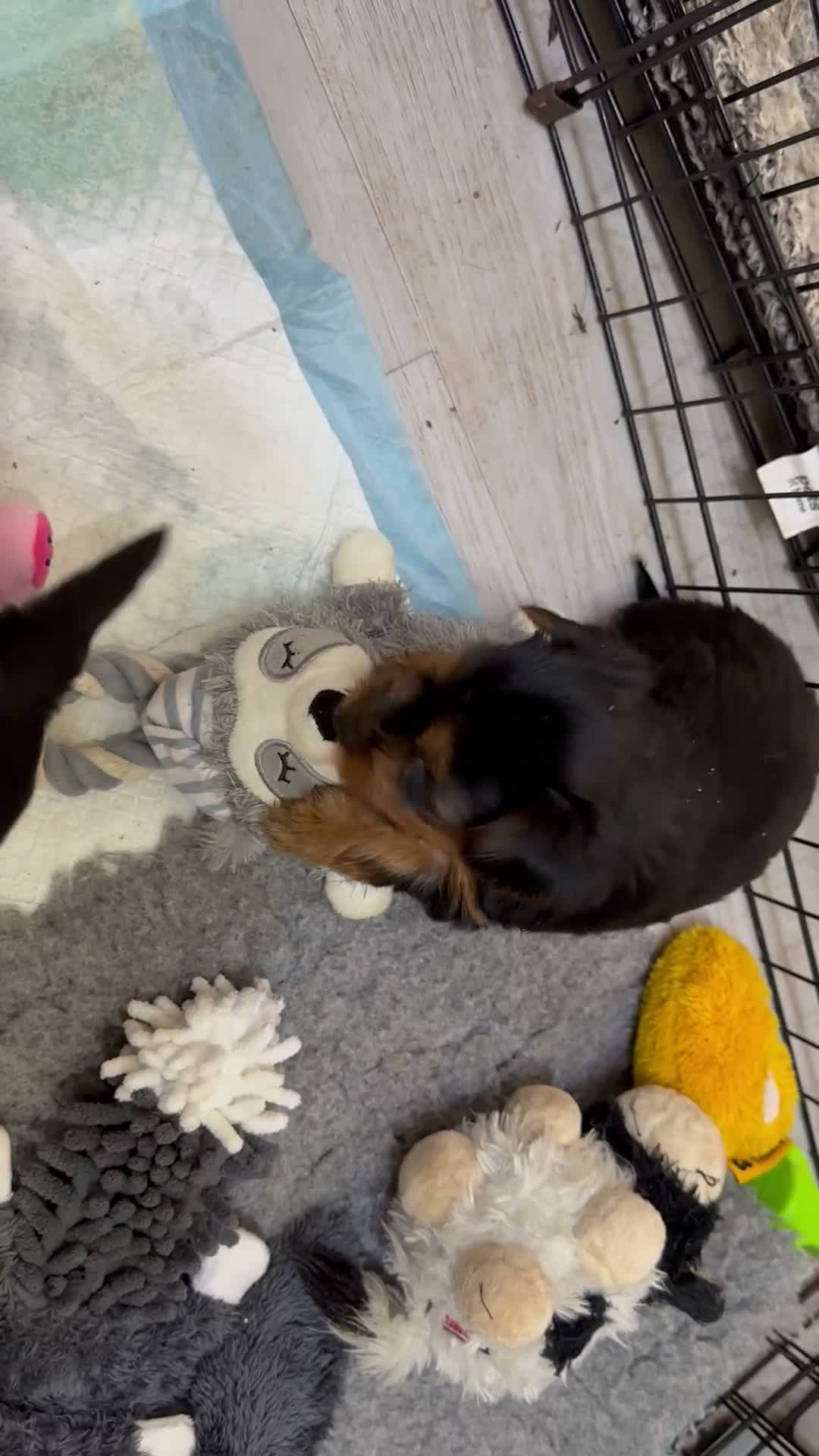 Yorkshire Terrier dogs for sale: Gorgeous litter of Yorkshire terriers - Video 1