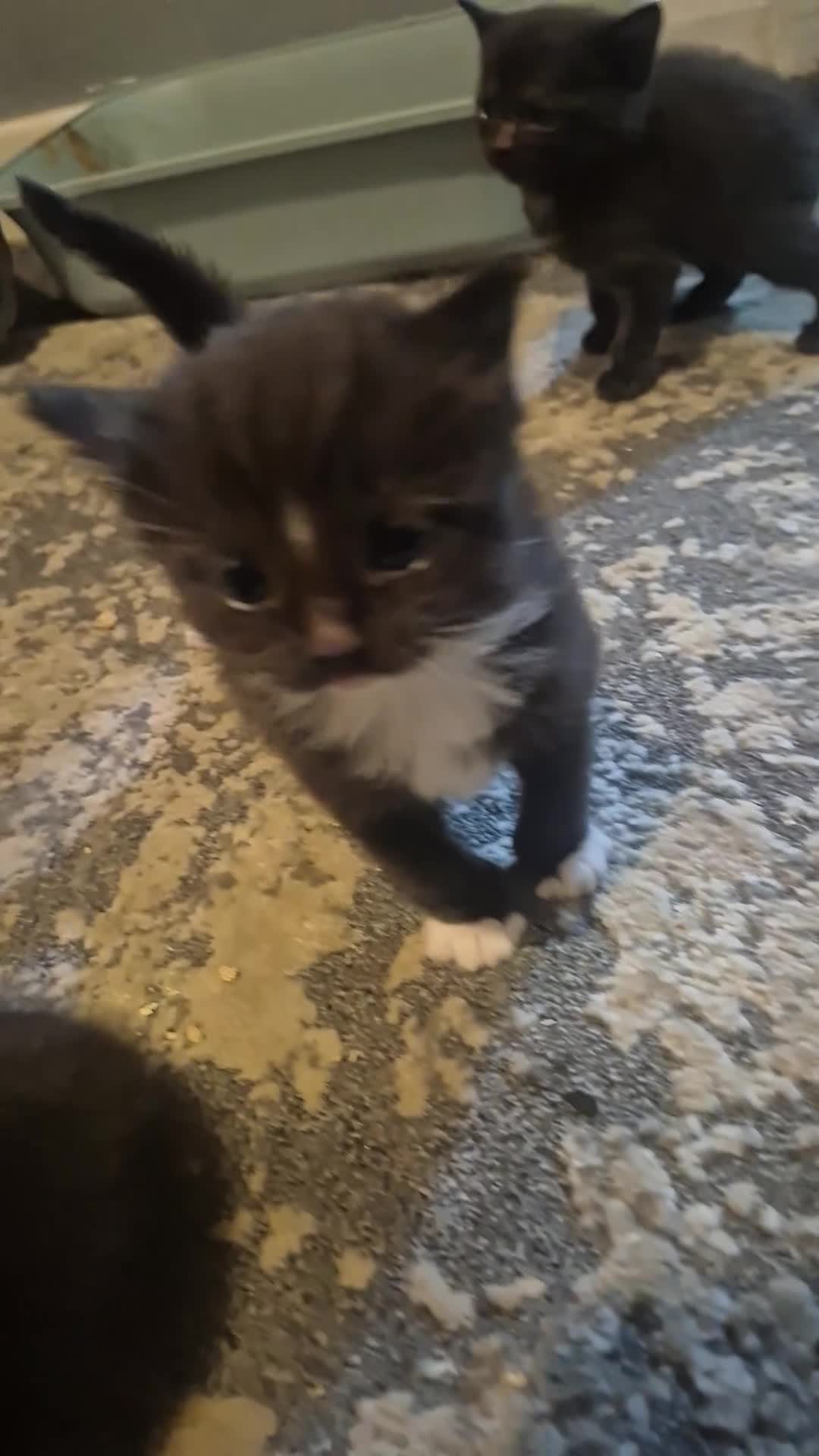 Mixed Breed cats for sale: Mixed litter - Video 2