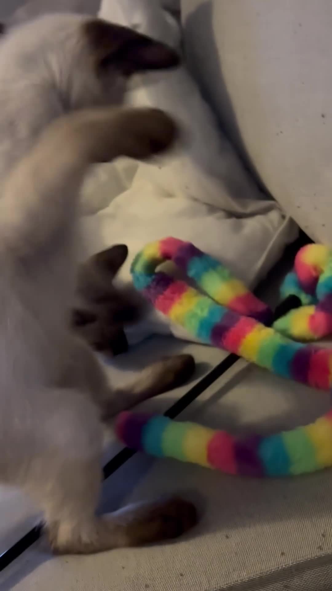 Siamese cats for sale: Playful Siamese Boys – Needs a Forever Family in Harpenden - Video 3