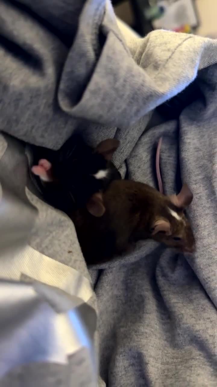 Mouse rodents for sale: Female mice  - Video 2