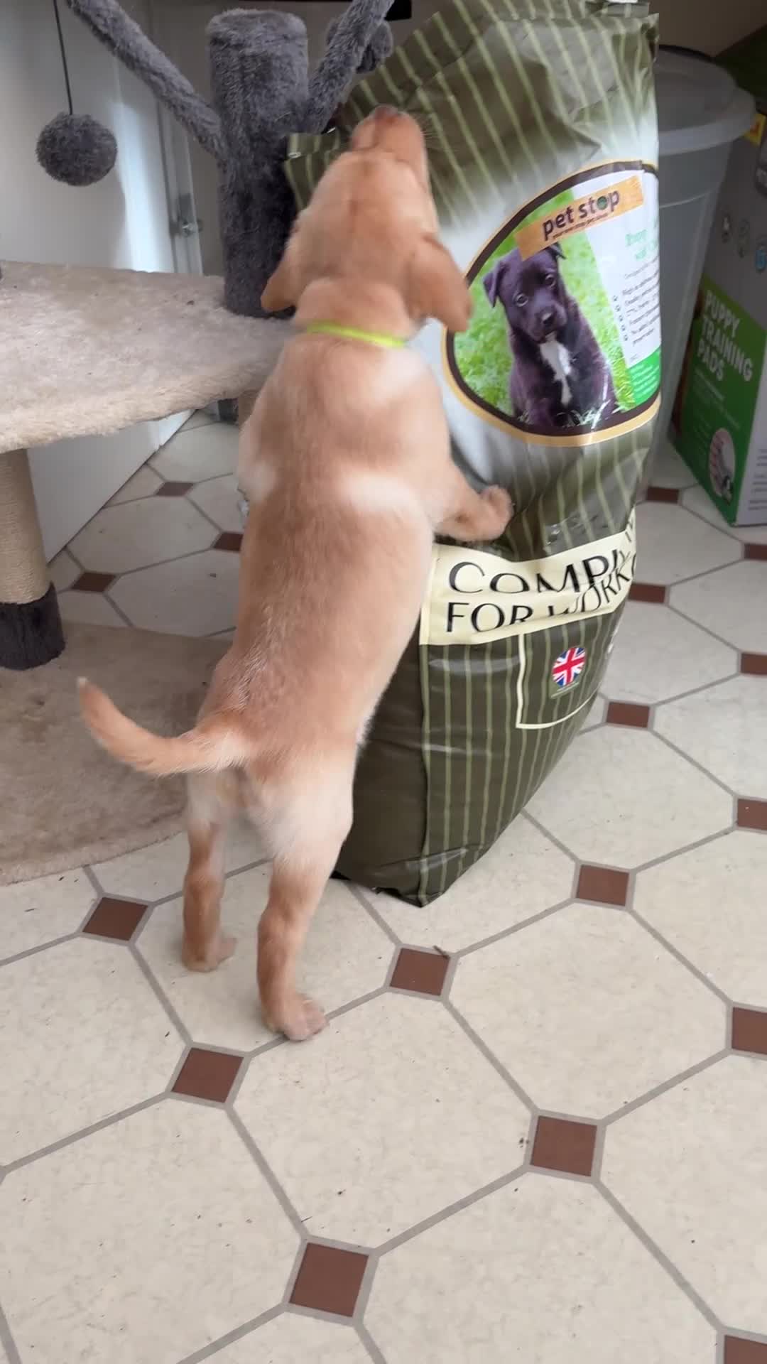 Labrador Retriever dogs for sale: Beautiful Labrador Puppies for Sale - Video 2