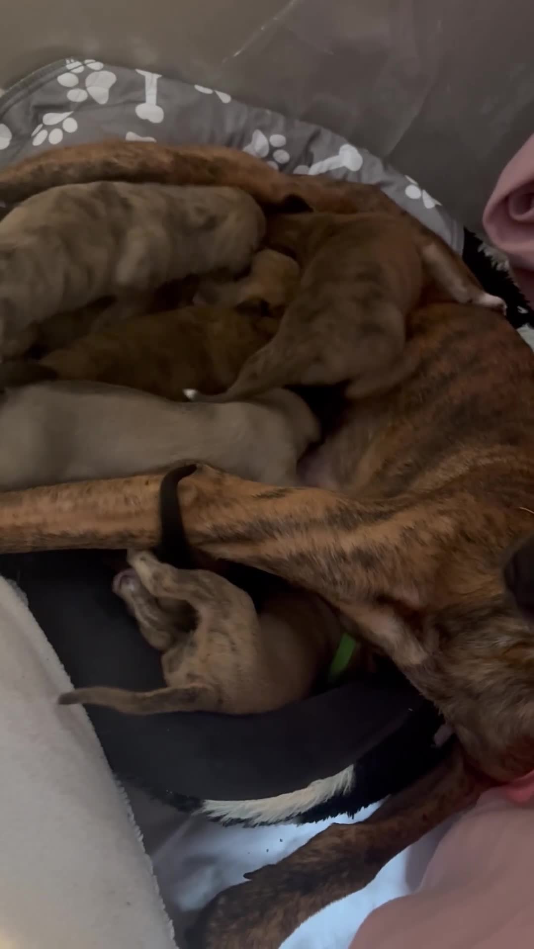 Whippet dogs for sale: Wippet pups  - Video 3