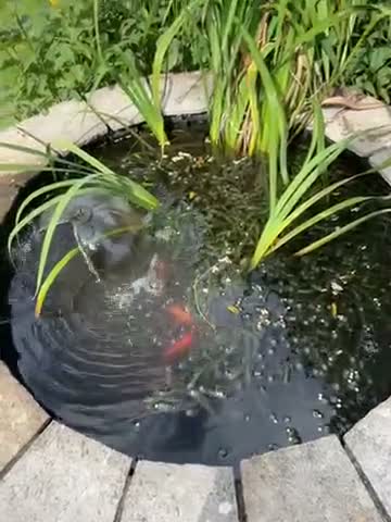Pond Fish fish for sale: Multiple Pond Fish in Chard - Video 1