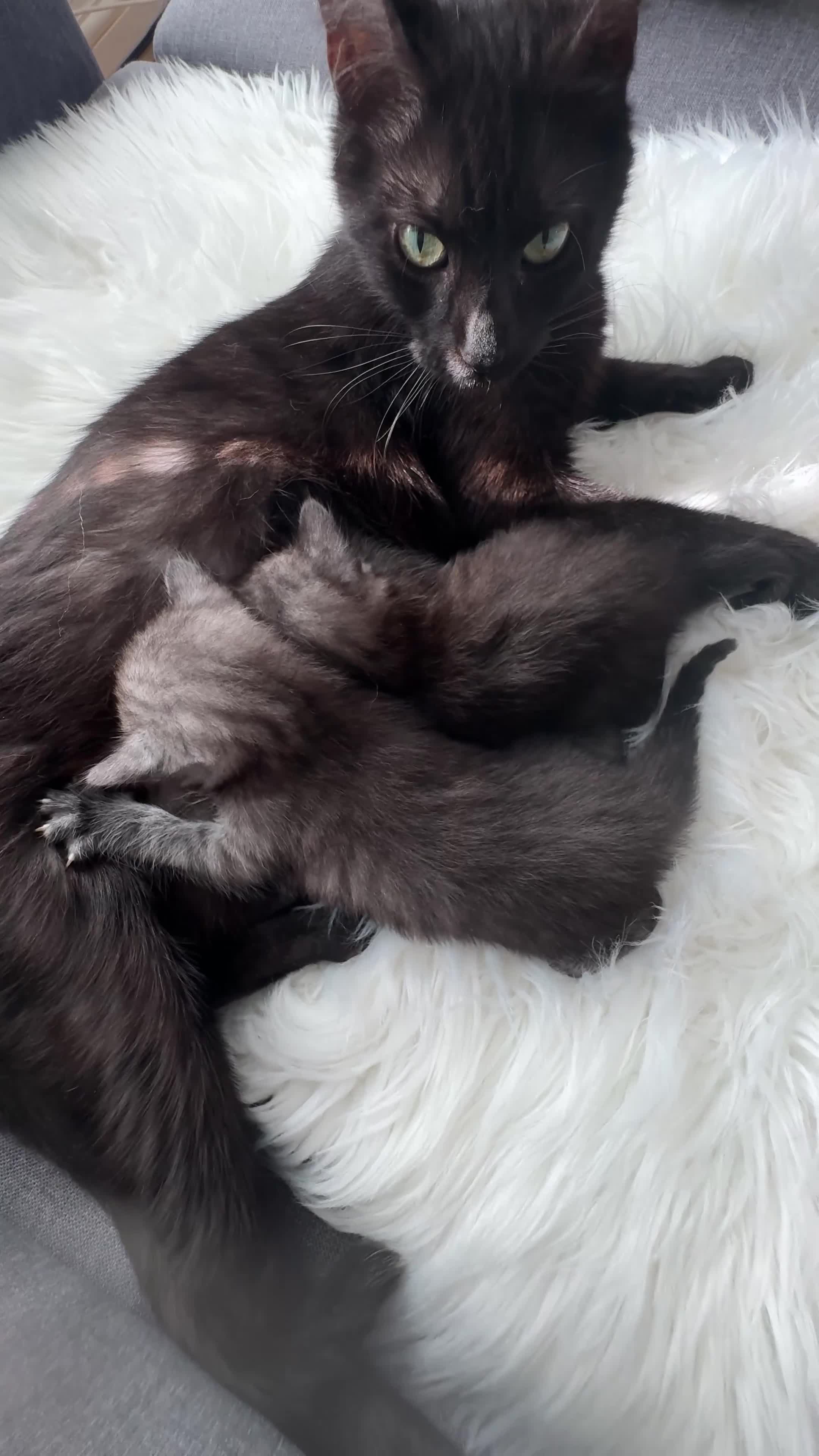 Egyptian Mau cats for sale: TICA Reg.Exceptional SILVER SMOKE EgyptianMAUxBeng - Video 2