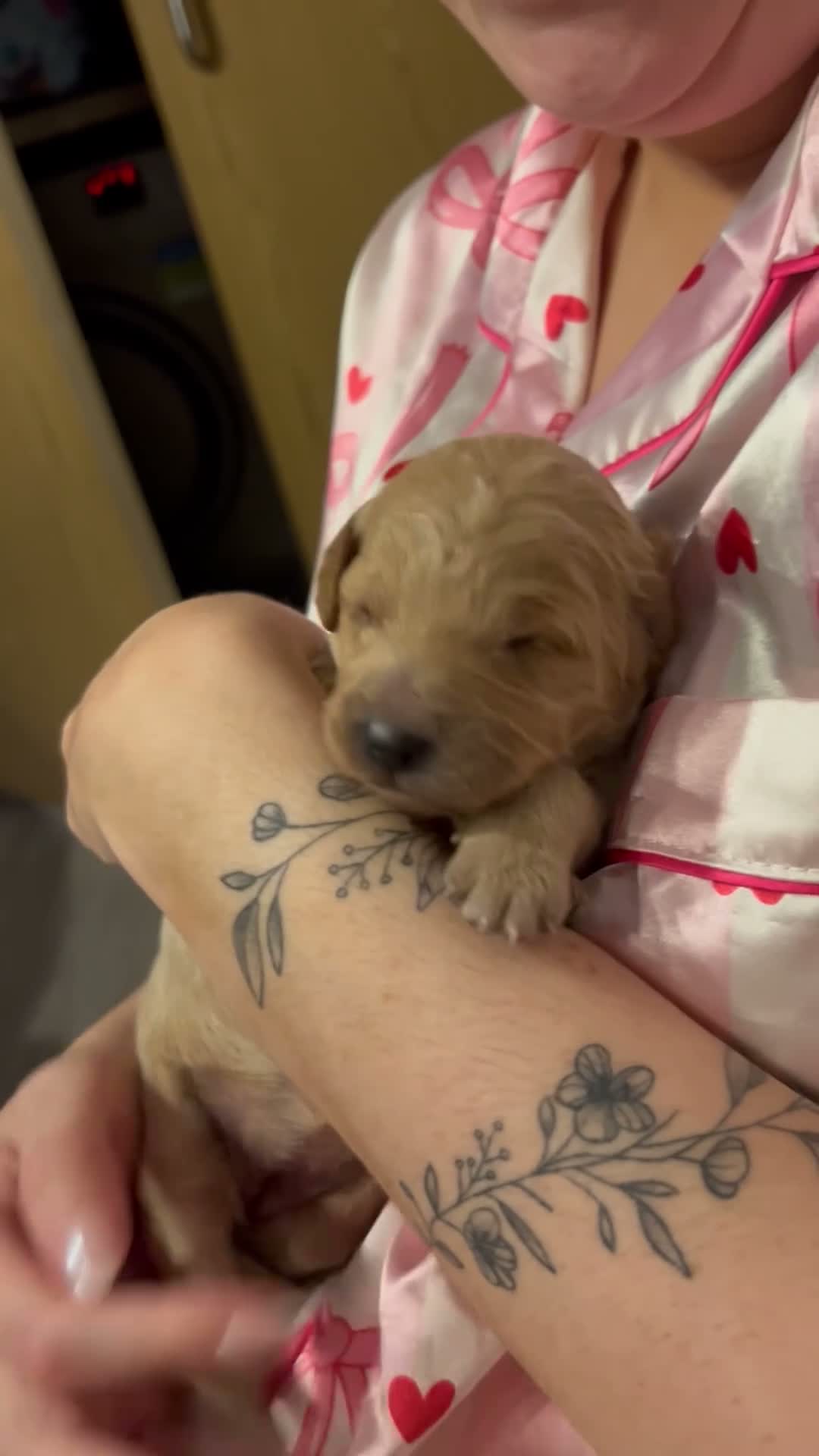Cockapoo dogs for sale: Cockapoo Puppies  - Video 5