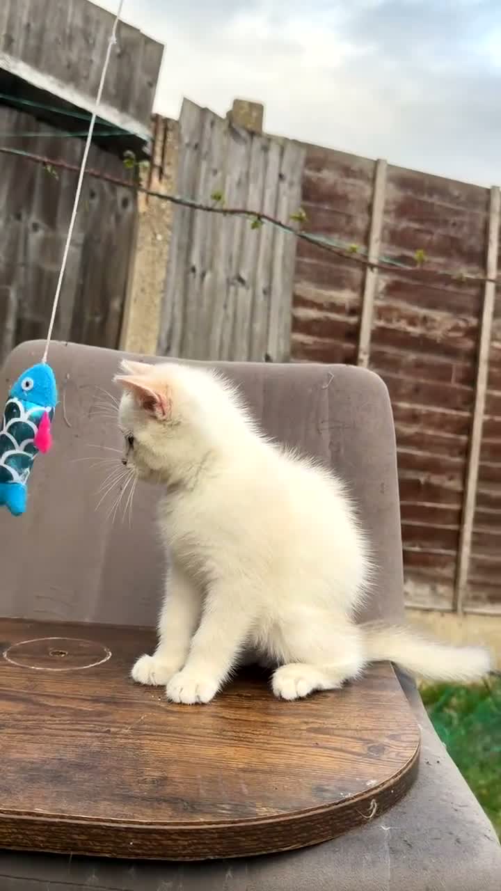 British Shorthair cats for sale: British cats - Video 2