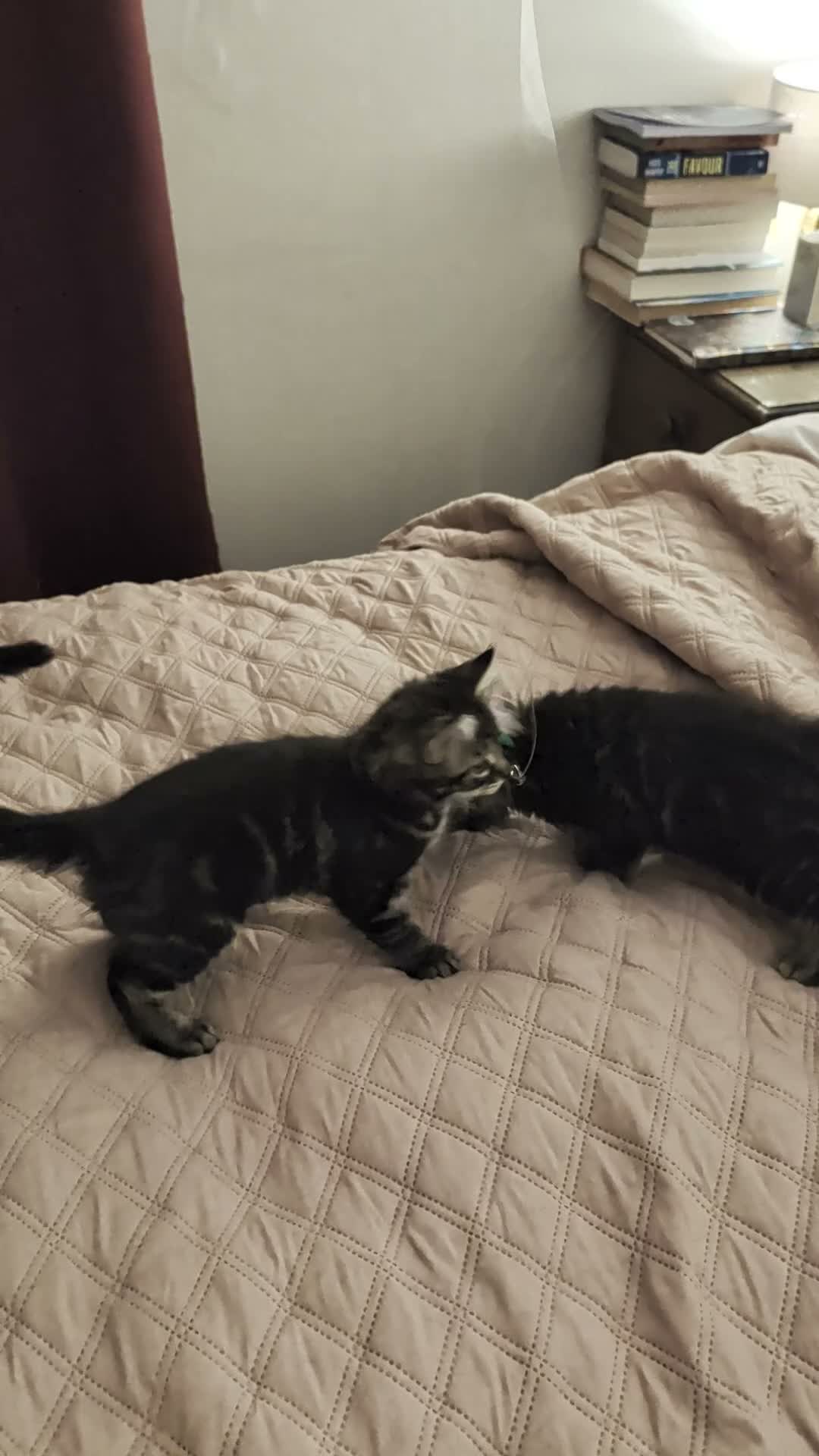 Domestic Shorthair cats for sale: READY TO LEAVE NOW🩵🩷 - Video 1